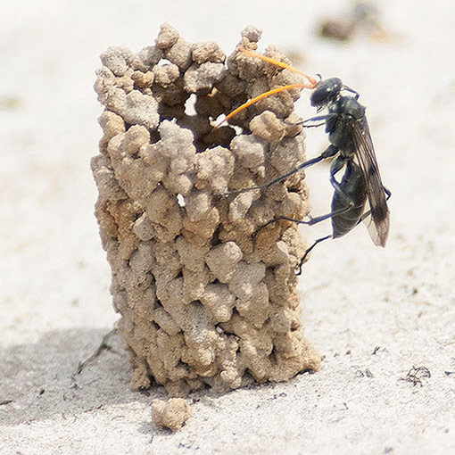 spider_wasp1 Fabriogenia sp.,<br />
Pompilidae, Spider Wasp, Tasmania