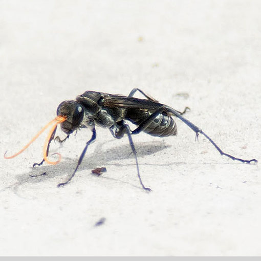 spider_wasp4 Fabriogenia sp., Pompilidae, Spider Wasp, Tasmania