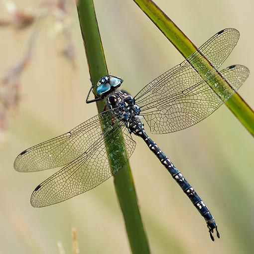Austroaeschna parvistigma, Swamp Darner, dragonfly, Tasmania
