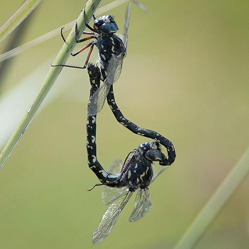 Austroaeschna parvistigma, Swamp Darner, dragonfly, Tasmania