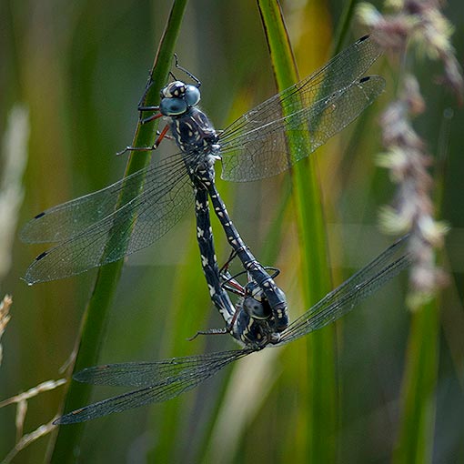 Austroaeschna parvistigma, Swamp Darner, dragonfly, Tasmania