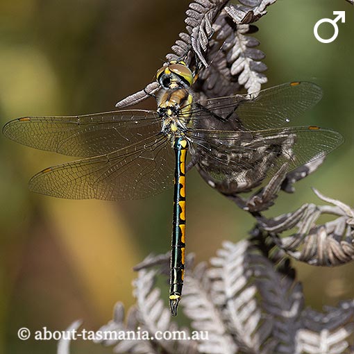 Hemicordulia tau, Tau emerald, Tasmania, dragonfly