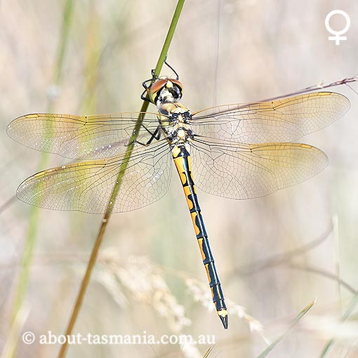Hemicordulia tau, Tau emerald, Tasmania, dragonfly
