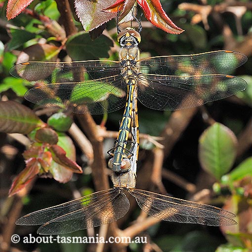 Hemicordulia tau, Tau emerald, Tasmania, dragonfly