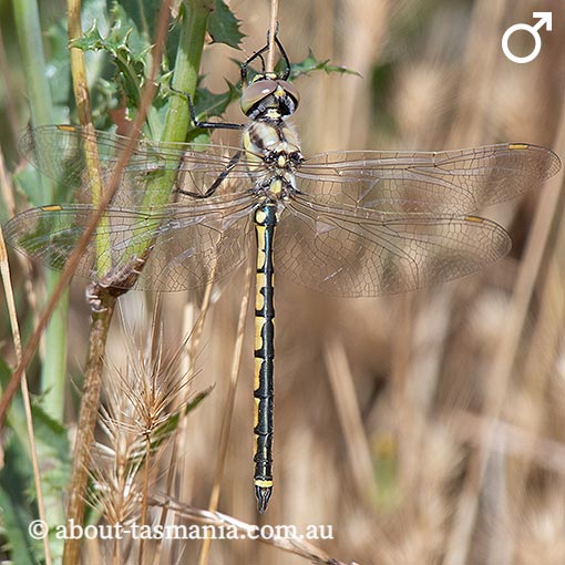 Hemicordulia tau, Tau emerald, Tasmania, dragonfly