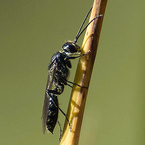 Thynnoides mesopleuralis