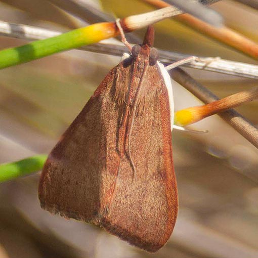 Uresiphita ornithopteralis, tree lucerne moth, Tasmania