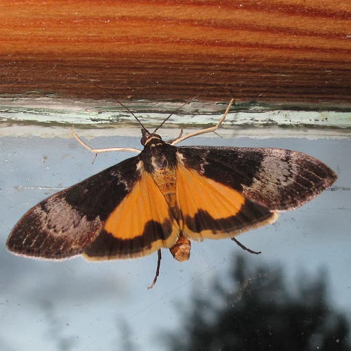 Uresiphita ornithopteralis, tree lucerne moth, Tasmania