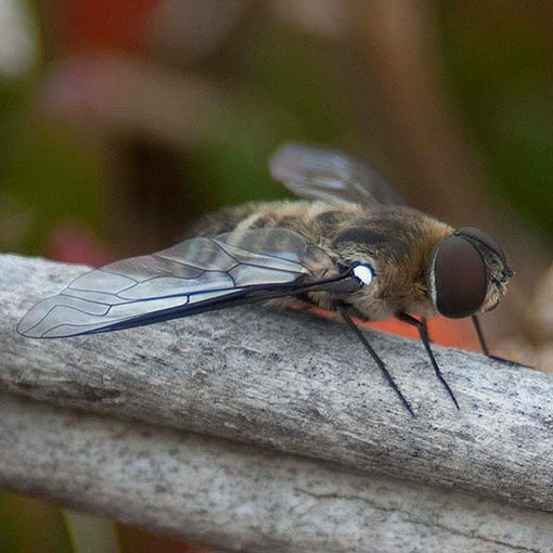 Villa sp., bee fly, Bombyliidae, Tasmania