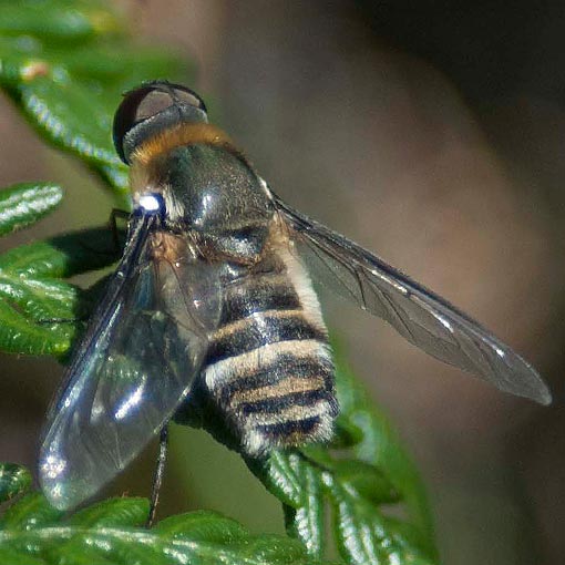 Villa sp., bee fly, Bombyliidae, Tasmania