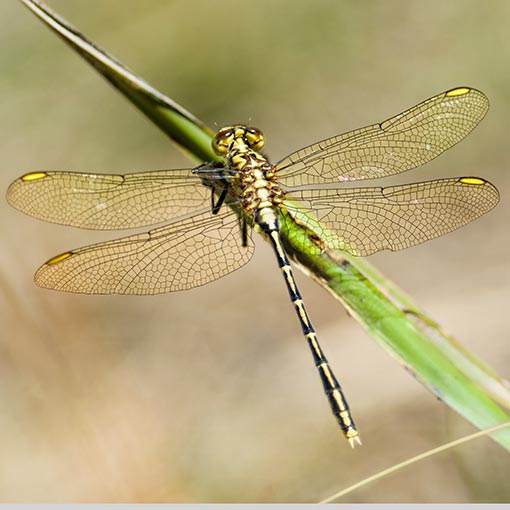 Austrogomphus guerini, Yellow-striped Hunter, Tasmania