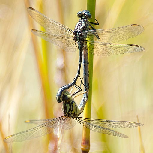 Austrogomphus guerini, Yellow-striped Hunter, Tasmania