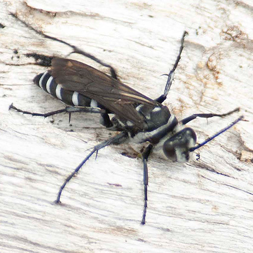 Turneromyia sp., Zebra Spider Wasp, Pompilidae, Tasmania