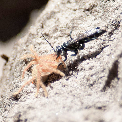 Turneromyia sp., Zebra Spider Wasp, Pompilidae, Tasmania
