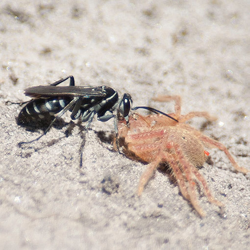 Turneromyia sp., Zebra Spider Wasp, Pompilidae, Tasmania