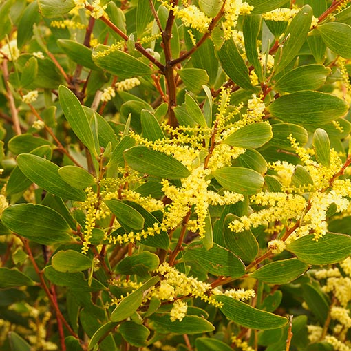 Acacia sophorae, coastal wattle, Tasmania