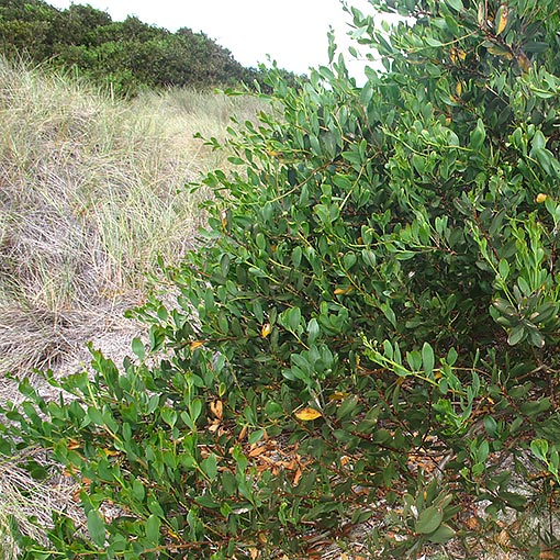 Acacia sophorae, coastal wattle, Tasmania