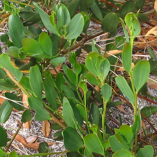 Acacia sophorae, coastal wattle, Tasmania