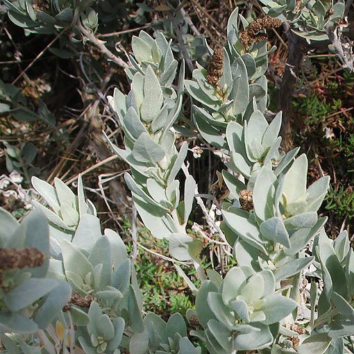 Atriplex cinerea, Grey Saltbush, Tasmania