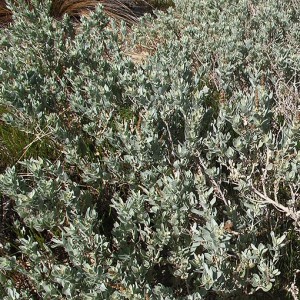 Atriplex cinerea | About Tasmania