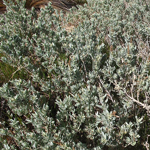Atriplex cinerea, Grey Saltbush, Tasmania