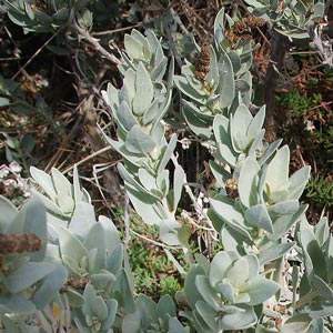 Atriplex cinerea