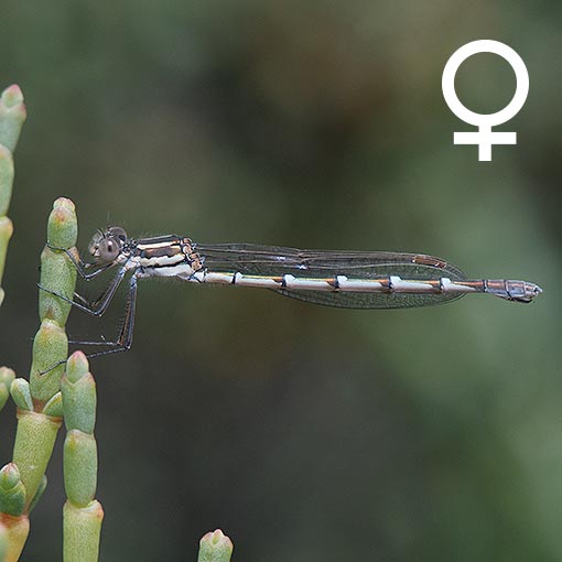 Blue Ringtail, Austrolestes annulosus, damselfly, Tasmania
