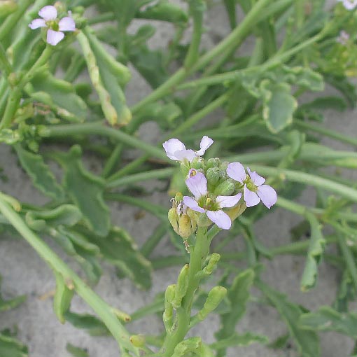 Cakile edentula, American searocket, Tasmania