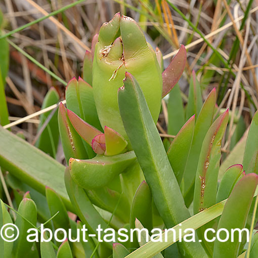 Carpobrotus rossii, pigface, sea fig, Tasmania