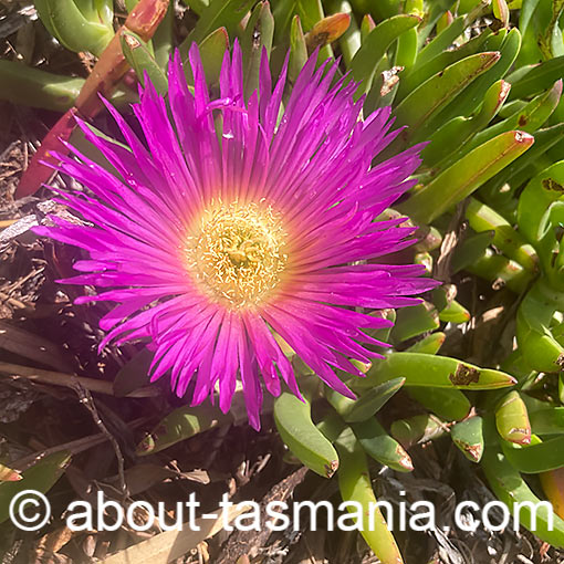 Carpobrotus rossii, pigface, sea fig, Tasmania