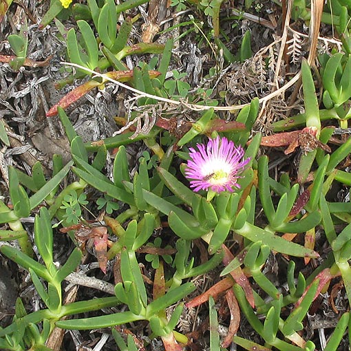 Carpobrotus rossi, pigface, sea fig, Tasmania
