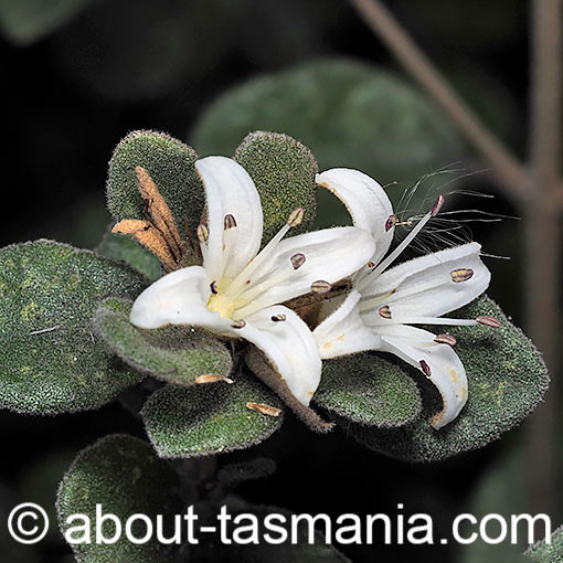 Correa alba, White Correa, Tasmania