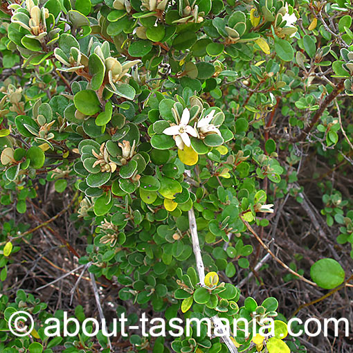 Correa alba, White Correa, Tasmania