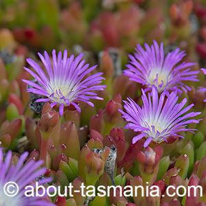 Disphyma crassifolium