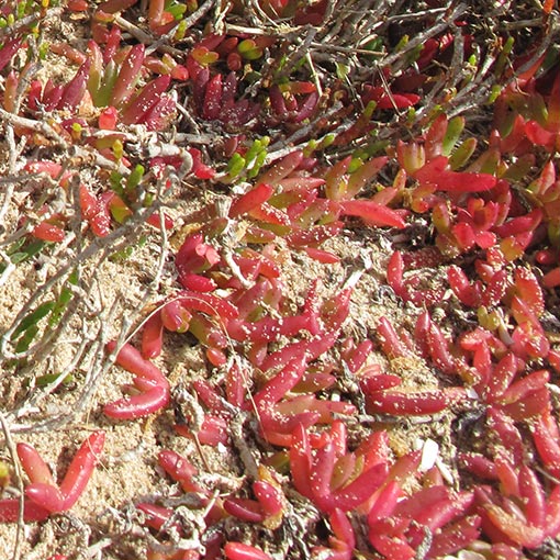 Disphyma crassifolium, round-leaved pigface, flora, Tasmania