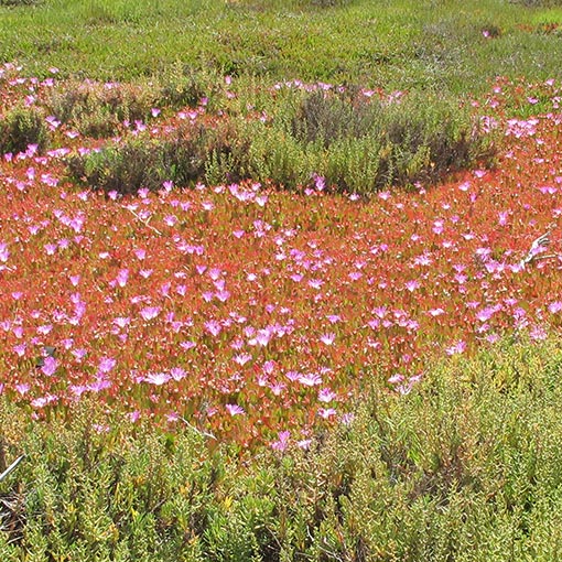 Disphyma crassifolium, round-leaved pigface, flora, Tasmania