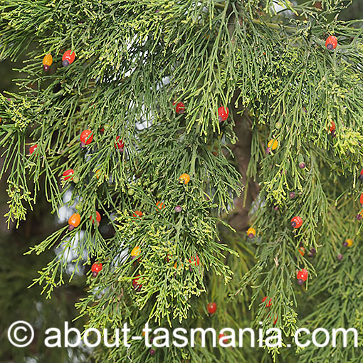 Exocarpos cupressiformis, native cherry, Tasmania