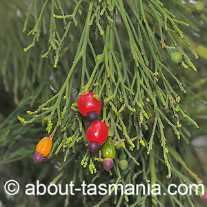Exocarpos cupressiformis
