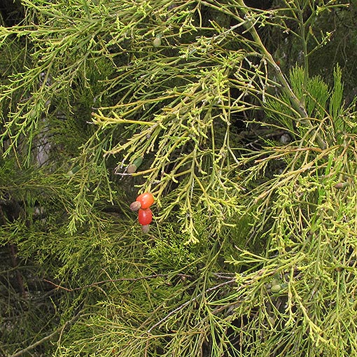 Exocarpos cupressiformis, native cherry, Tasmania