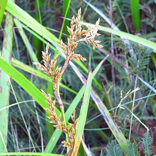 Lepidosperma gladiatum, Coast Swordgrass, Tasmania