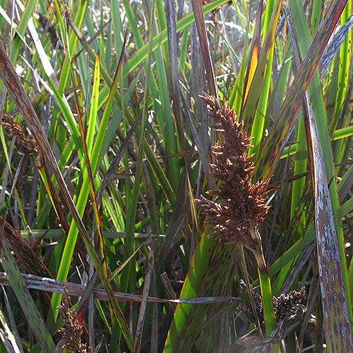 Lepidosperma gladiatum, Coast Swordgrass, Tasmania