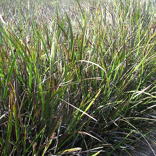 Lepidosperma gladiatum, Coast Swordgrass, Tasmania