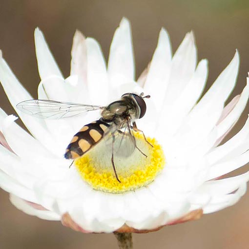 Melangyna sp., hoverfly, Syrphidae, Tasmania