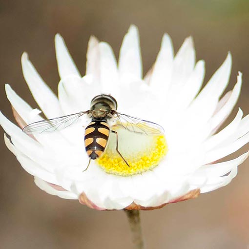 Melangyna sp., hoverfly, Syrphidae, Tasmania