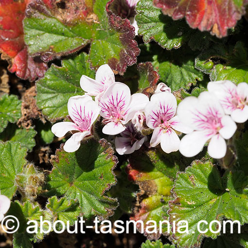 Pelargonium australe, Southern Storksbill, Tasmania