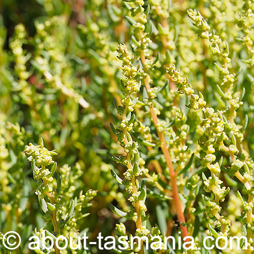 Suaeda australis, Southern Seablite, Tasmania