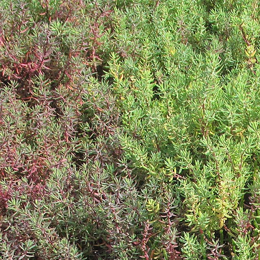 Suaeda australis, Southern Seablite, Tasmania