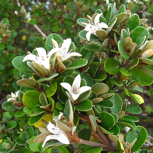 Correa alba, White Correa, Tasmania