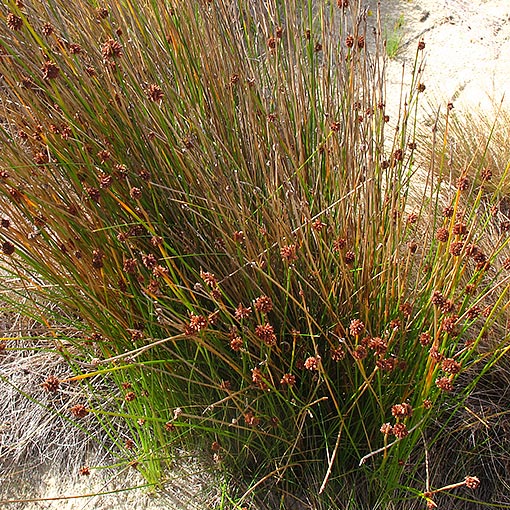 Isolepis sp., club rush, Tasmania