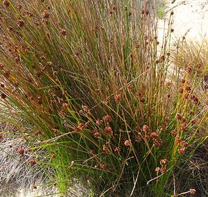 Isolepis sp.